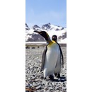 תמונת טפט V פינגווינים